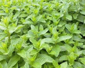 How to grow mint