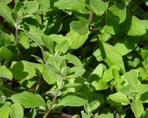 How to grow marjoram