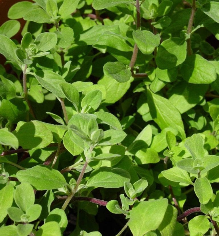 How to grow marjoram