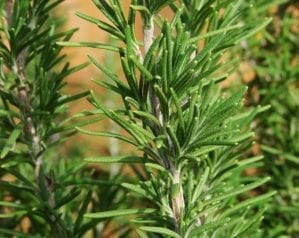 How to grow rosemary