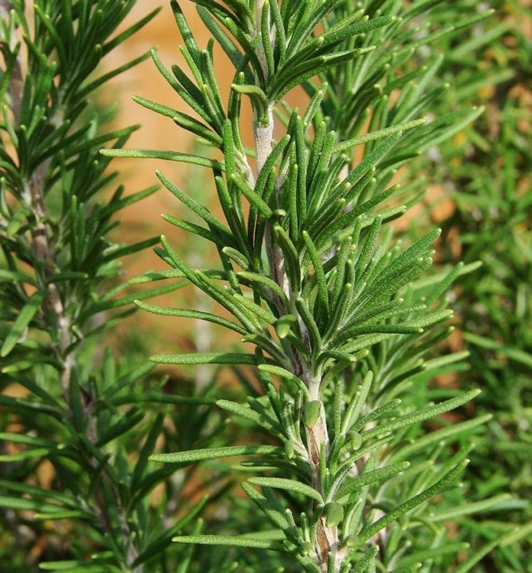 How to grow rosemary