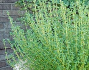 How to grow thyme