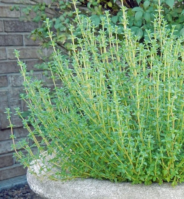 How to grow thyme