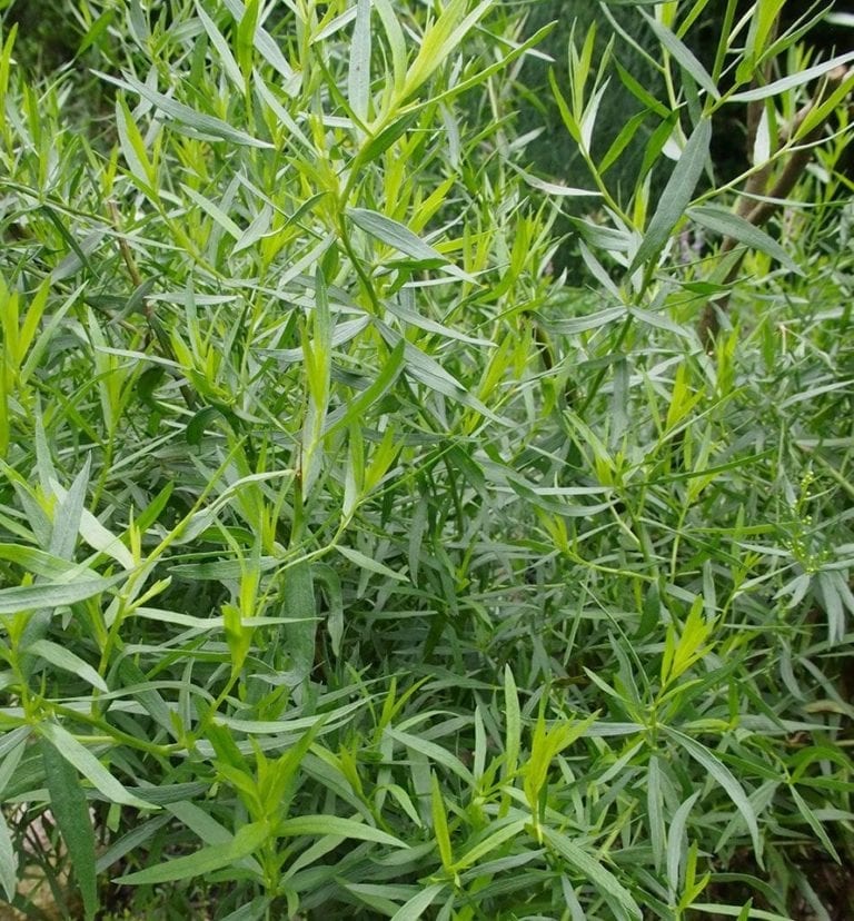 How to grow tarragon