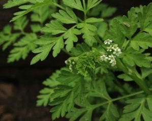 What is chervil?