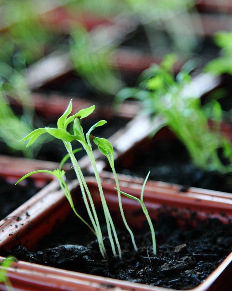 Sowing from seed