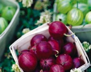 How to grow berries along a fence