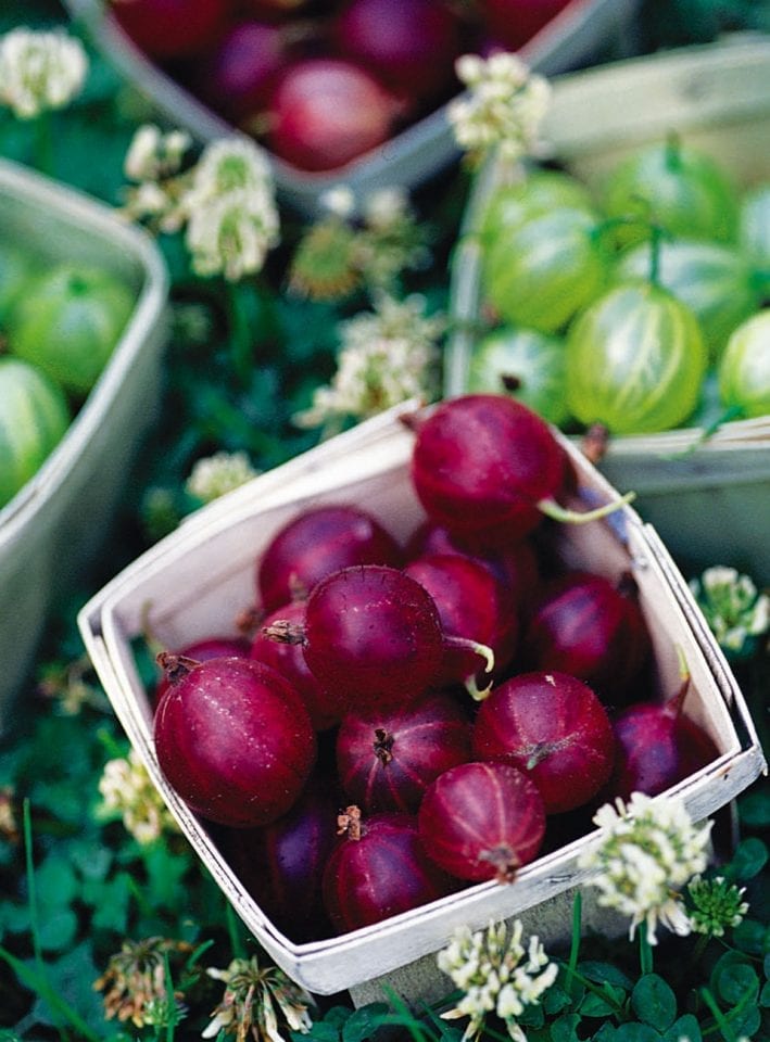 How to grow berries along a fence