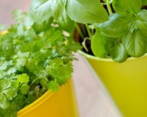 How to plant edibles in pots
