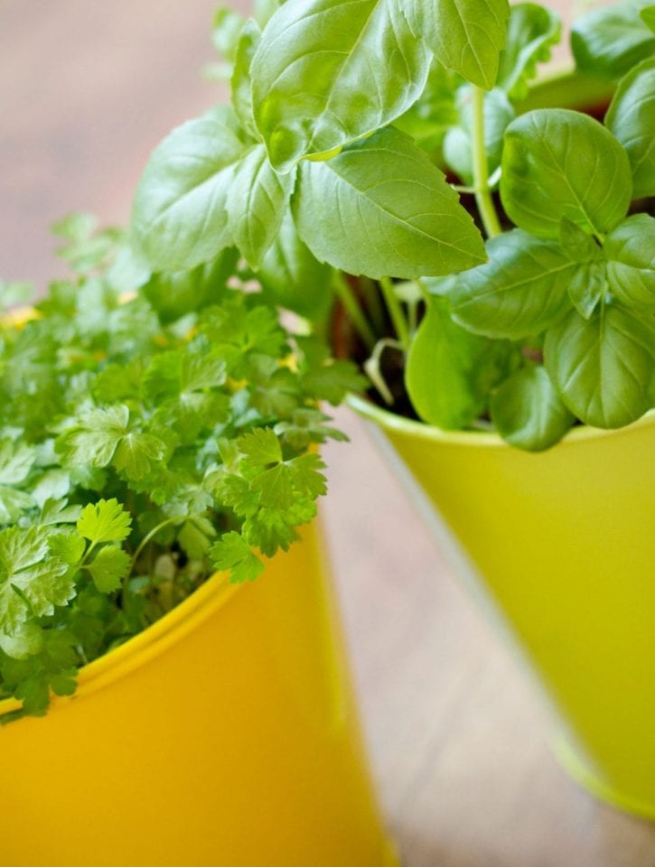 How to plant edibles in pots