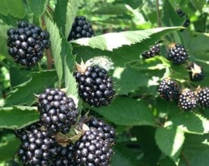 Foraging for autumn fruits