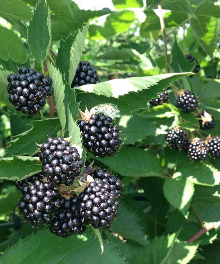 Foraging for autumn fruits