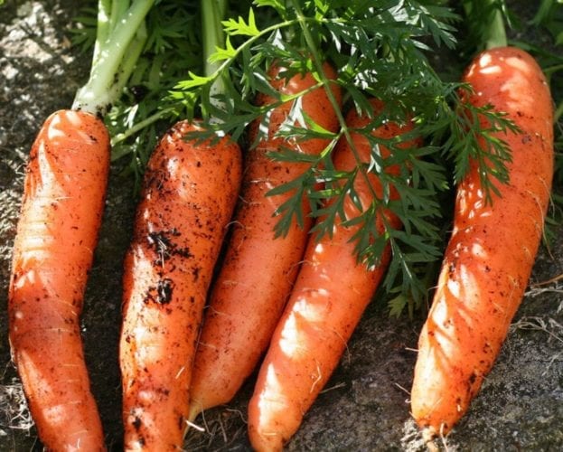 when to plant vegetables