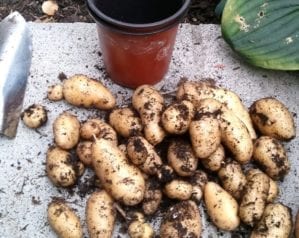 What to plant in July