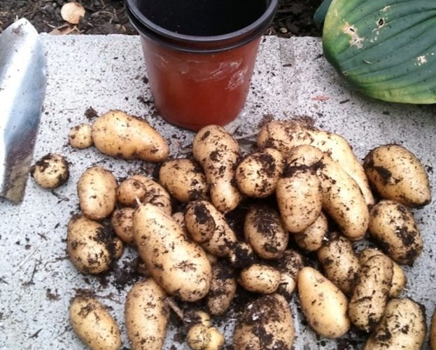 Warm new potatoes and blue cheese salad