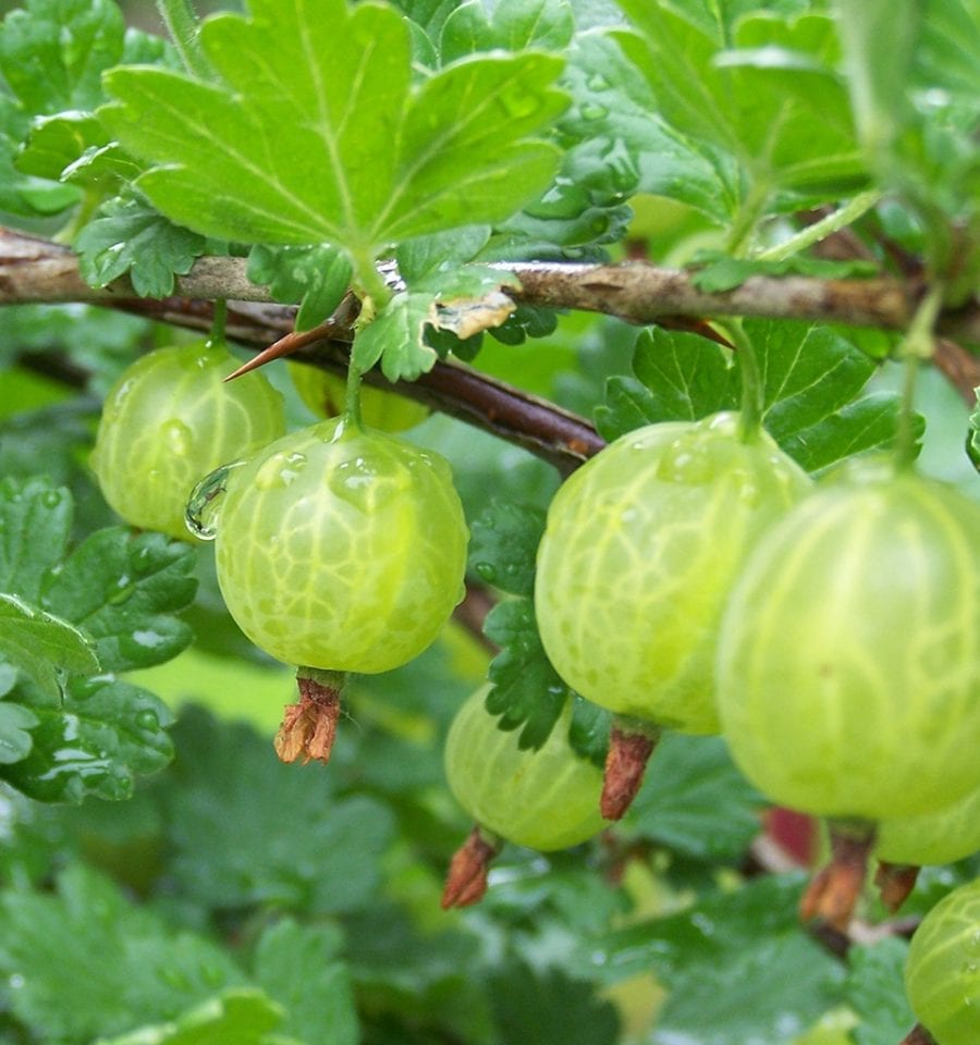 What to plant in November delicious. magazine