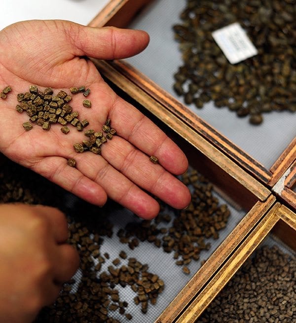 Where to buy heritage vegetable seeds