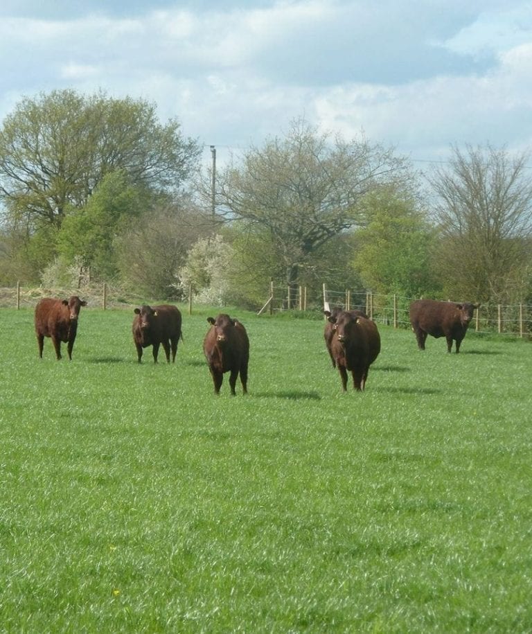 Deersbrook Farm