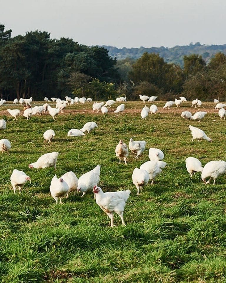 Sutton Hoo Chicken