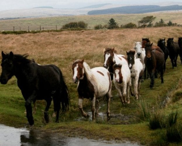 Would you eat pony meat – the reaction: listen now