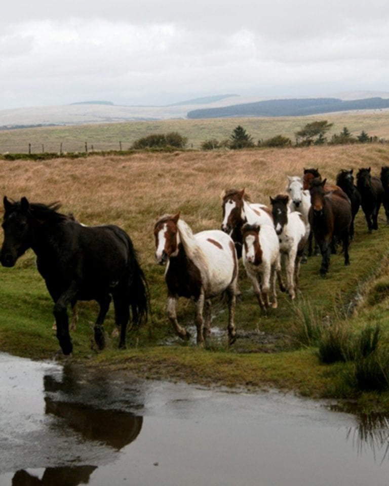 Would you ever eat pony meat? Listen now