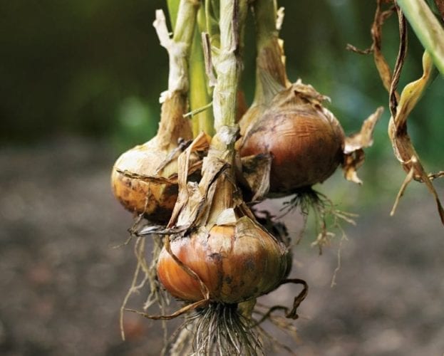 Benefits of entering the delicious. Produce Awards