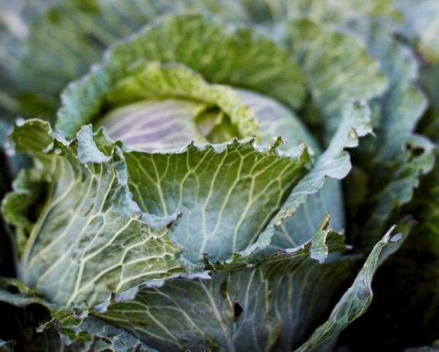 Find out more about Fisher & Paykel, the 2018 delicious. Produce Awards partner
