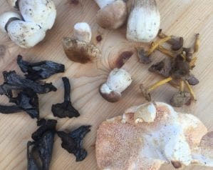 10 mushrooms you should not miss out on in autumn