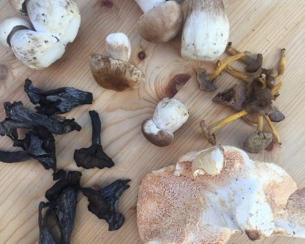 Truffle mushroom pizza