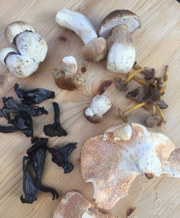 10 mushrooms you should not miss out on in autumn