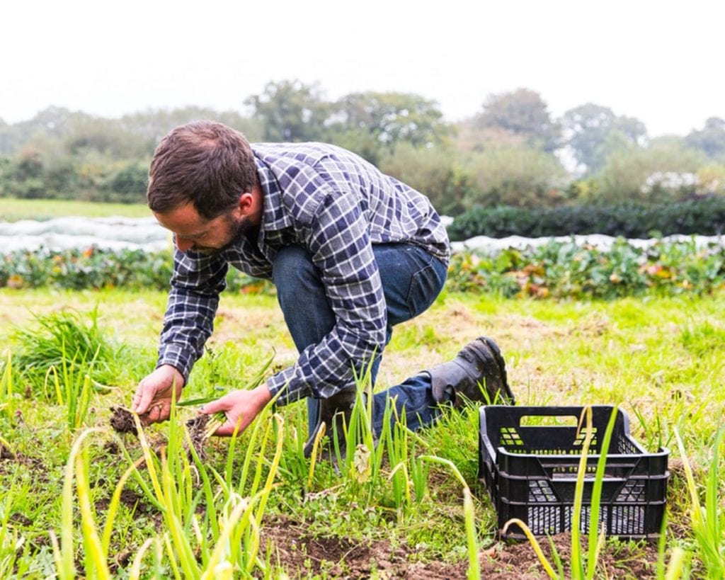 Man picking spring onions