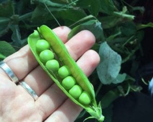 Behind-the-scenes at the UK’s biggest pea factory