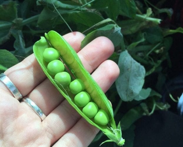 Potato, mint, pea and broad bean salad