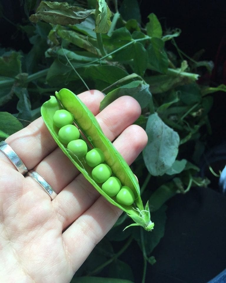Behind-the-scenes at the UK’s biggest pea factory