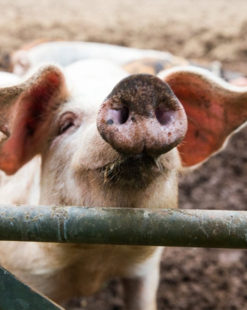 Pig looking through a gate