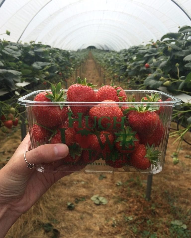 Behind-the-scenes at Hugh Lowe Farms: what makes Jubilee strawberries so sweet