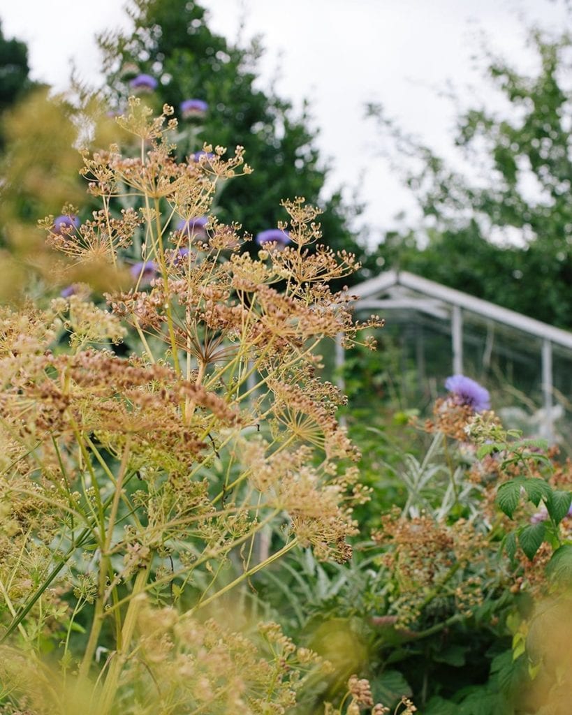 image of greenhouse through overgrown plants