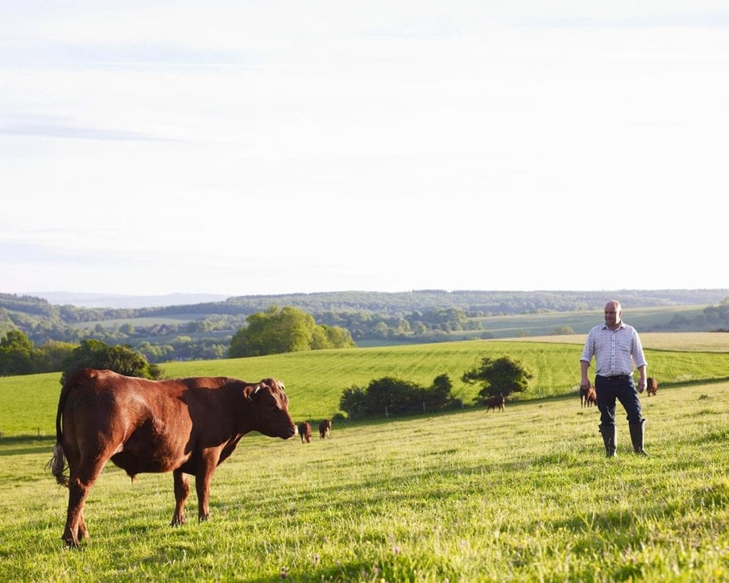 Image of cow and farmer in field