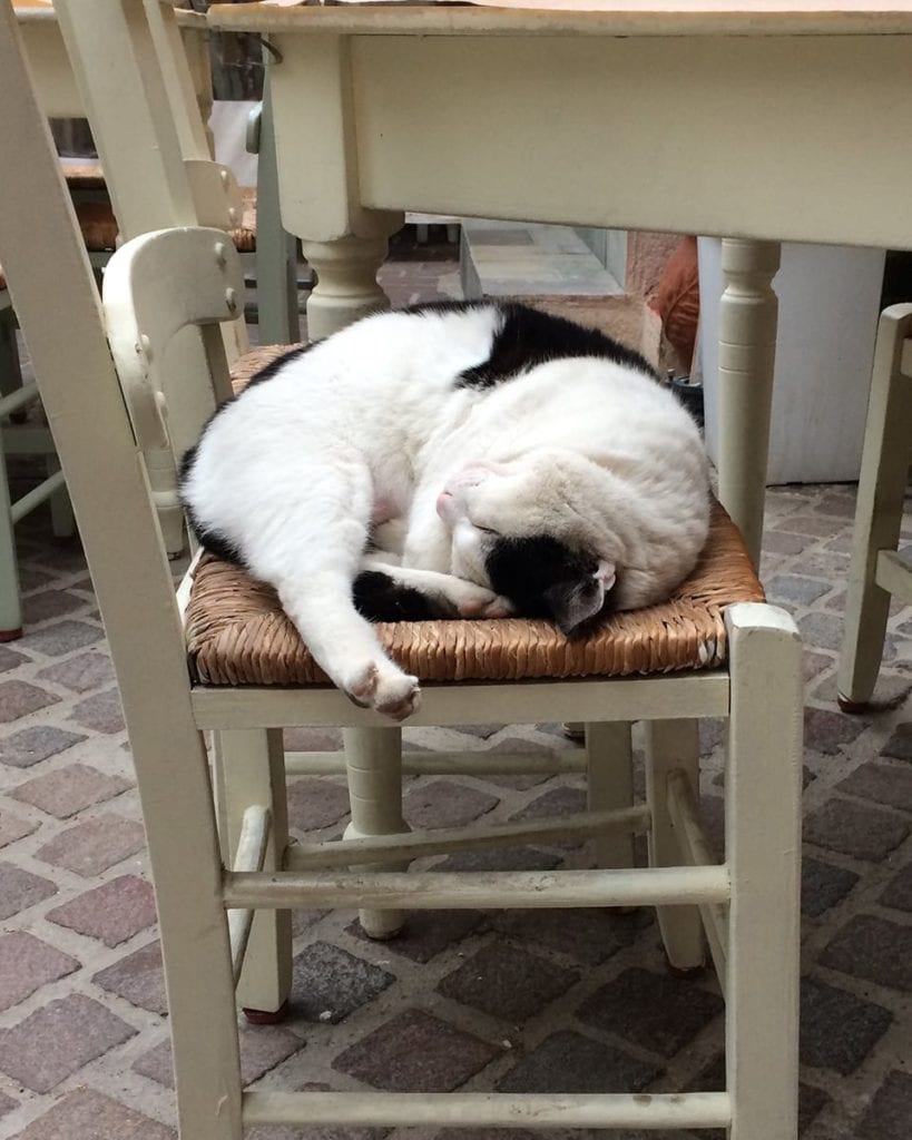 image of cat sleeping on a restaurant chair
