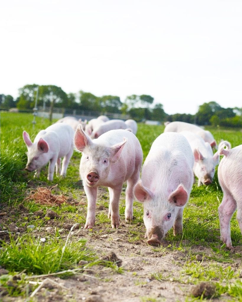 picture of pigs on a farm