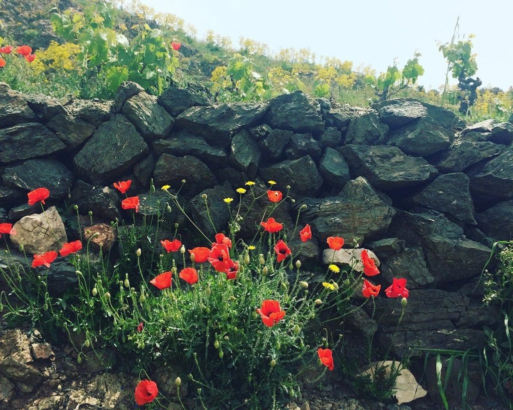 Image of poppies in Crete