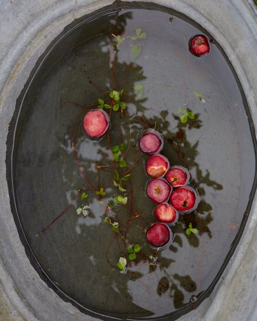 Image of small apples bobbing in water