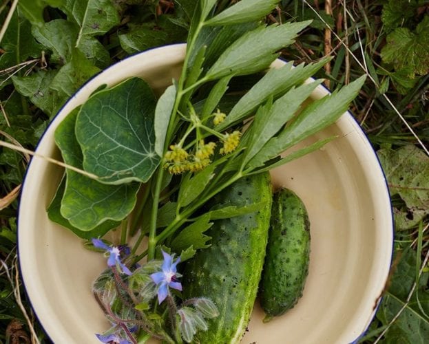 Image of mini cucumbers and edible flowers in bowl