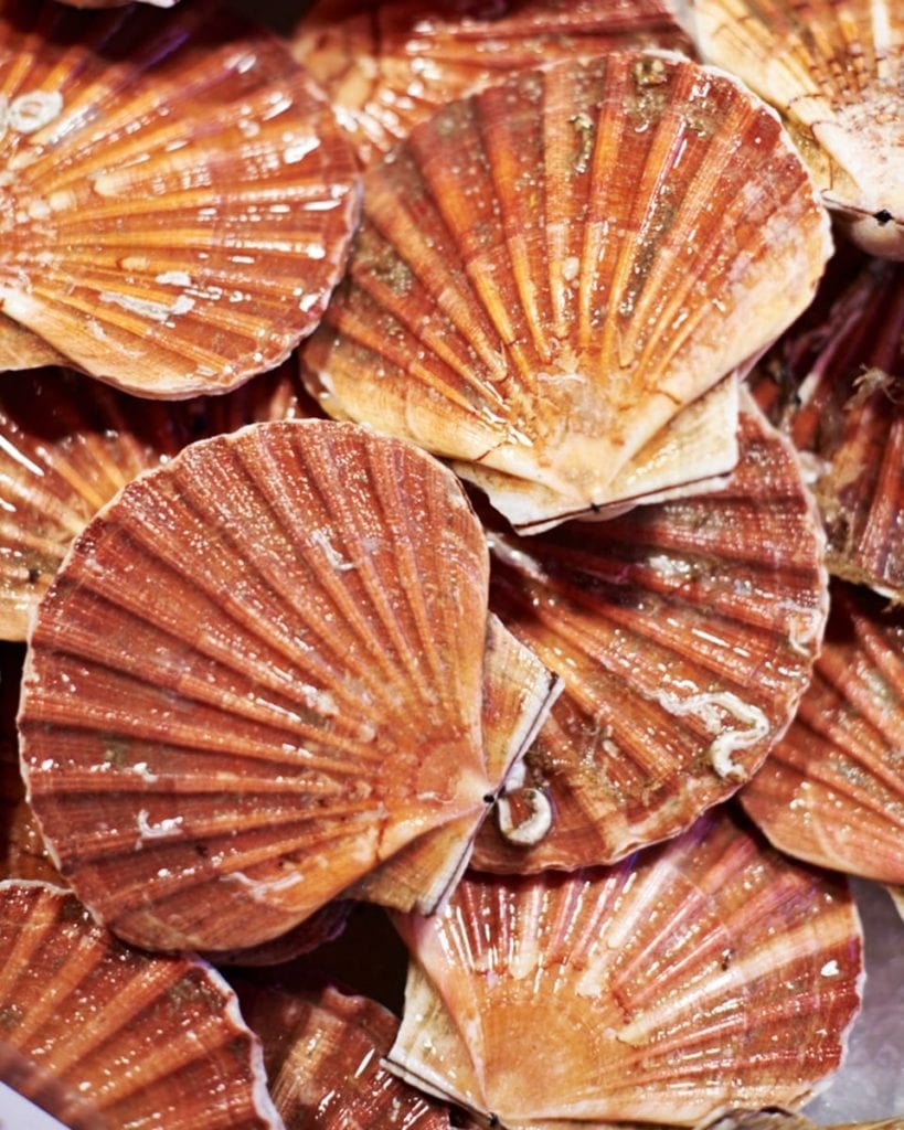 Image of scallops in shells