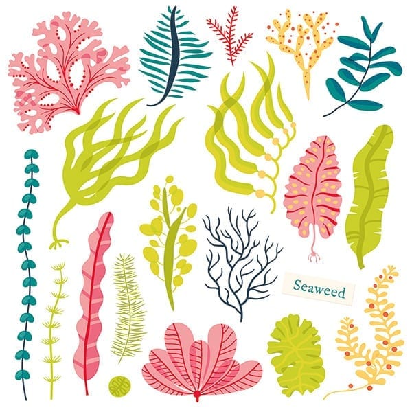 illustration of seaweed