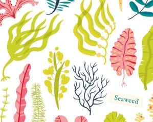 Should we all be eating seaweed?