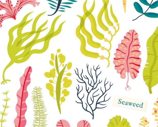 Seaweed: the world-saving crop hiding in our oceans