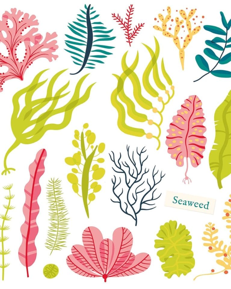 Should we all be eating seaweed?