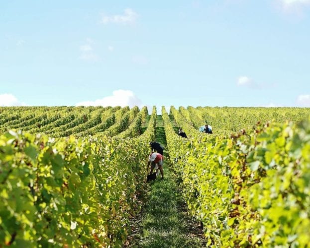 Bordeaux vineyard