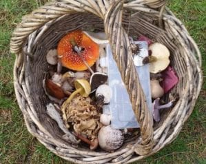 Mushroom foraging with John Wright